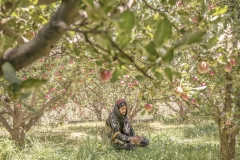 HIDING UNDER APPLE TREES