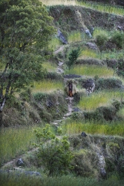 SIMIGAON, NEPAl-APRIL, 2015: Les cultures en terrasse de blÃ© au village de Simigaon Ã  2000m.(Picture by Veronique de Viguerie/Reportage by Getty Images)