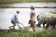 Birmanie- Juin, 2015: RiziÃ¨res Ã  la sortie de Rangoon. (Picture by Veronique de Viguerie/Reportage by Getty Images)