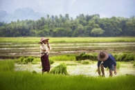 Hpa An, Birmanie- Juin, 2015: RiziÃ¨res. (Picture by Veronique de Viguerie/Reportage by Getty Images)