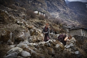 BEDING, NEPAl-APRIL, 2015: Traditionnellement les sherpas sont Ã©leveurs de Yaks et cultivateurs de patates. Beding 3700m(Picture by Veronique de Viguerie/Reportage by Getty Images)