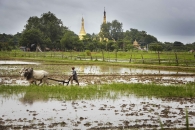 Birmanie- Juin, 2015: RiziÃ¨res Ã  la sortie de Rangoon avec au loin un temple boudhiste. (Picture by Veronique de Viguerie/Reportage by Getty Images)