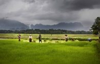 Hpa An, Birmanie- Juin, 2015: Repiquage du riz dans les rizieres.  (Picture by Veronique de Viguerie/Reportage by Getty Images)